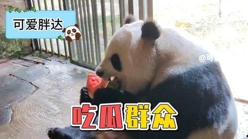 熊猫吃瓜图片,瓜果飘香，萌态可掬
