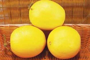 初夏吃伊丽莎白瓜好吗,伊丽莎白瓜的清新口感与营养价值，你值得拥有！