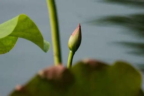 明星西湖照,光影交织的美丽瞬间