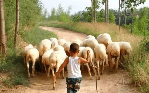 蒙古吃瓜,传统与现代的交融