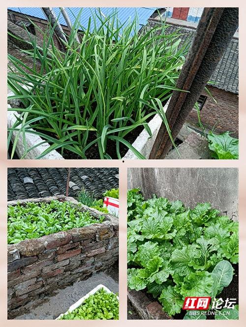 头条如何种菜,头条教你轻松在家种菜，享受绿色健康生活