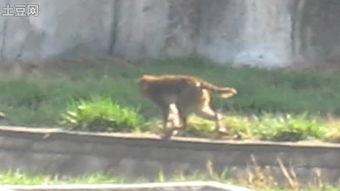 天津动物园爆料视频网站,精彩瞬间直击动物世界