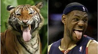 虎虎爱娱乐吃瓜,揭秘娱乐圈背后的那些事儿