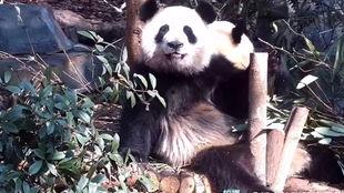 虎虎爱娱乐吃瓜,揭秘娱乐圈背后的那些事儿